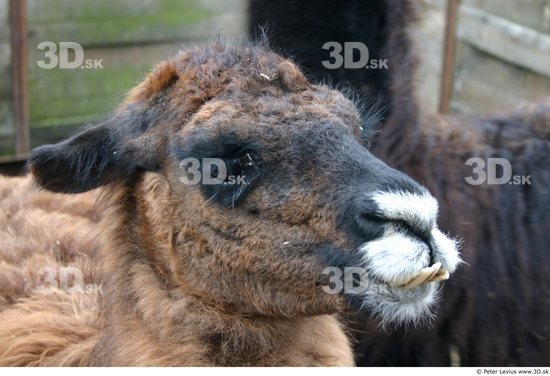 Head Lama