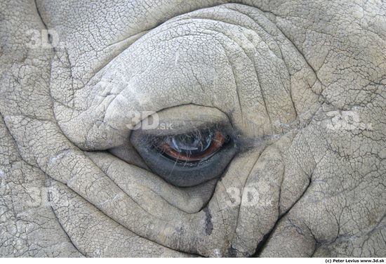 Eye Rhinoceros