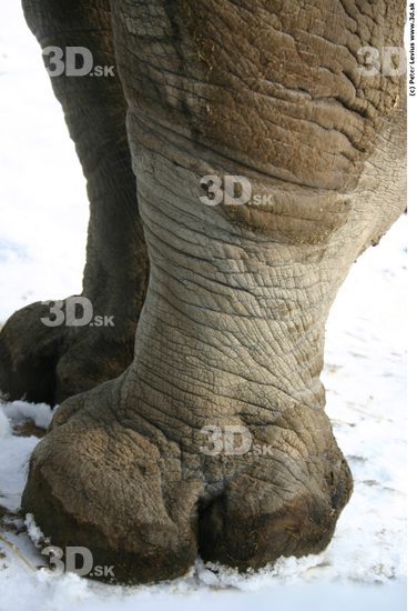 Foot Rhinoceros