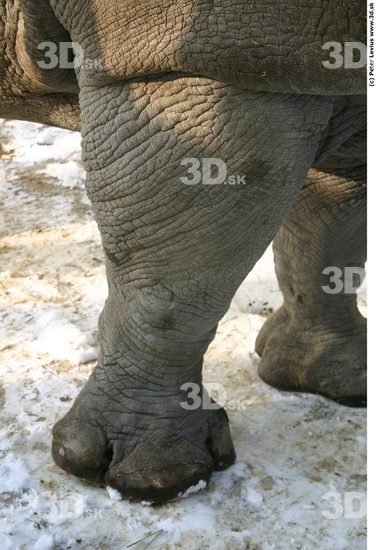 Leg Rhinoceros