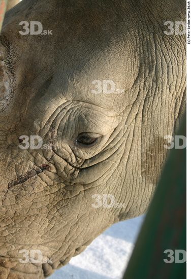 Eye Rhinoceros