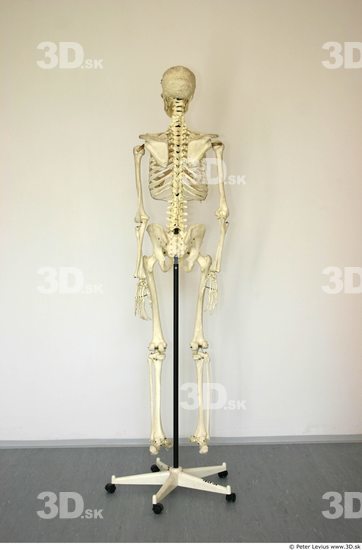 Whole Body Skeleton