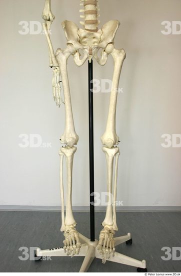 Leg Skeleton