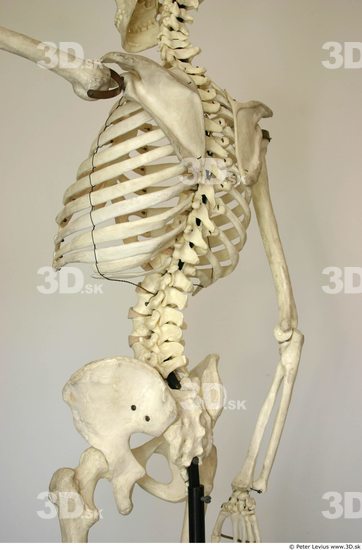 Back Skeleton