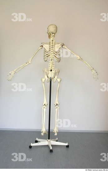 Whole Body Skeleton