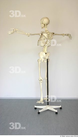 Whole Body Skeleton T poses