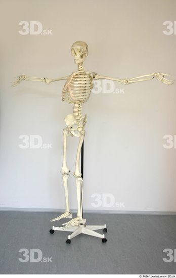 Whole Body Skeleton T poses