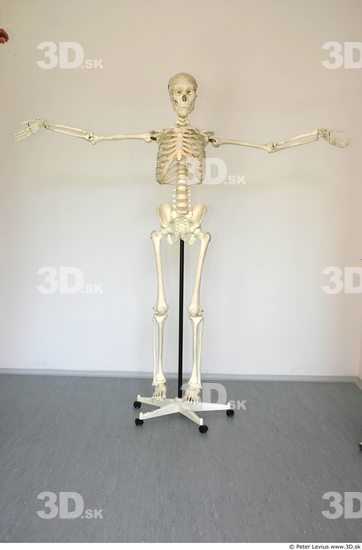 Whole Body Skeleton T poses