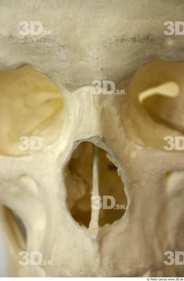 Nose Skeleton