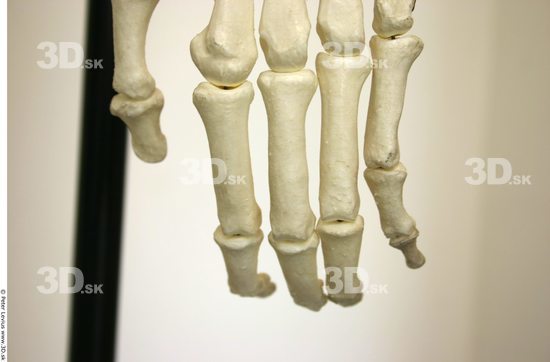 Fingers Skeleton