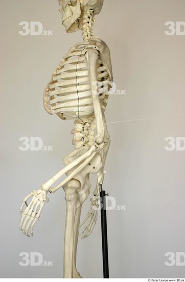 Arm Skeleton Animation references