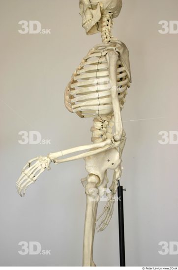 Arm Skeleton Animation references