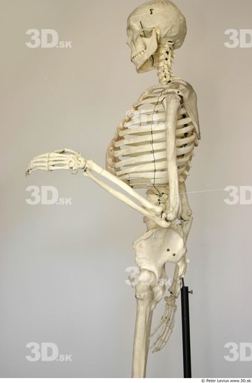 Arm Skeleton Animation references