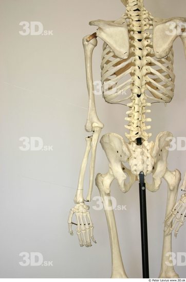 Premium Vector | A skeleton poses raising its hands human skeleton oneline  drawing