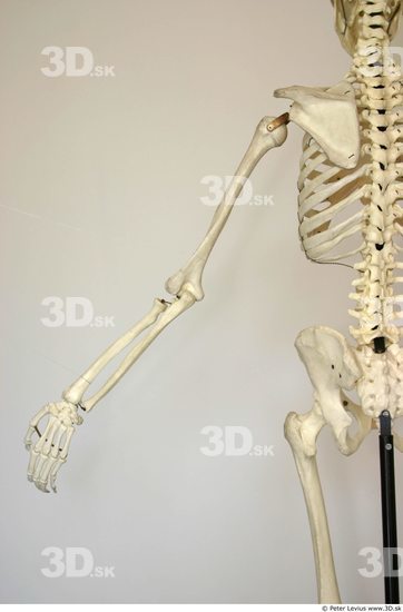 Skeleton | Human anatomy art, Anatomy art, Skeleton drawings