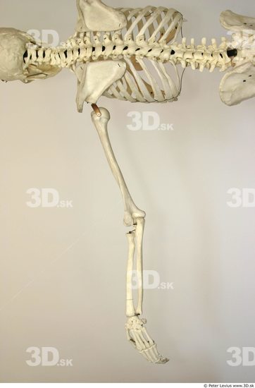 Arm Skeleton Animation references