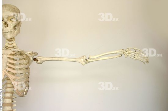 Arm Skeleton Animation references