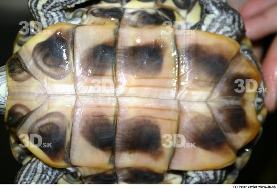Belly Turtles