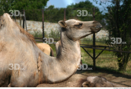 Upper Body Camel
