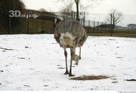 Leg Animation references Emus