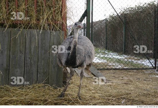 Whole Body Emus