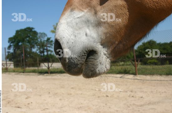 Nose Animation references Horse