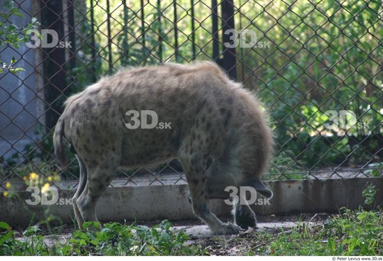Whole Body Animation references Hyena