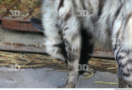 Thigh Hyena