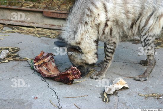 Upper Body Hyena