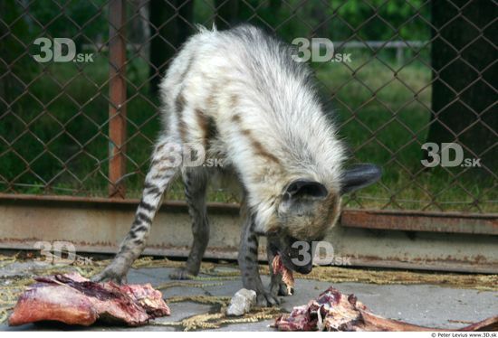 Whole Body Hyena