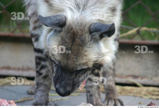 Nose Hyena