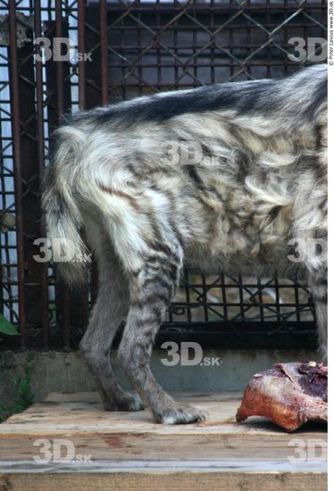 Leg Hyena