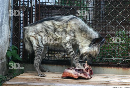 Whole Body Hyena