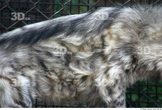 Belly Hyena