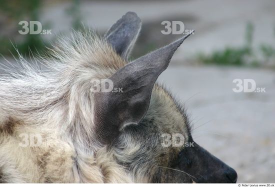 Ear Hyena