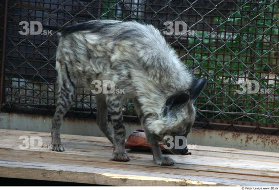 Whole Body Hyena