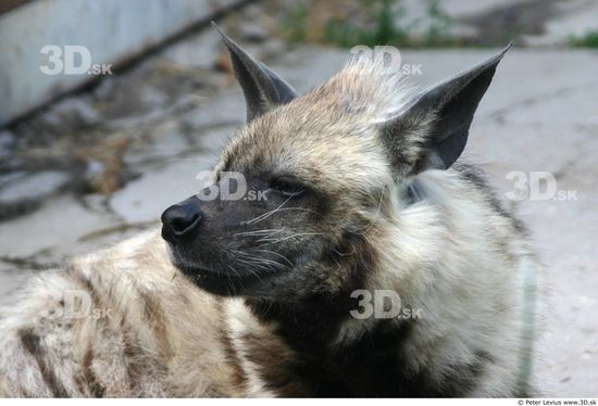 Head Hyena