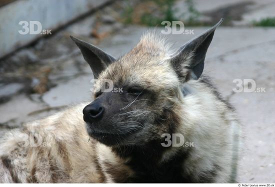 Head Hyena