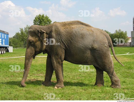 Whole Body Elephant
