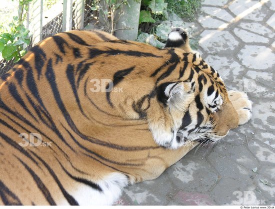 Upper Body Tiger
