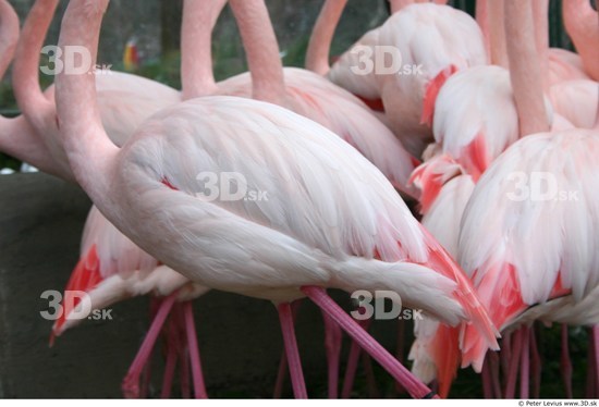 Upper Body Flamingos