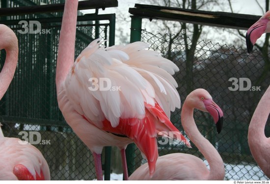 Upper Body Flamingos