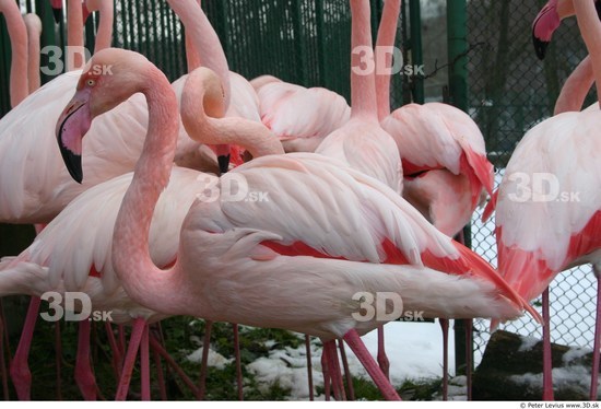 Upper Body Flamingos