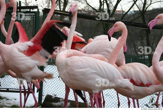 Upper Body Flamingos