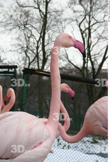 Upper Body Flamingos