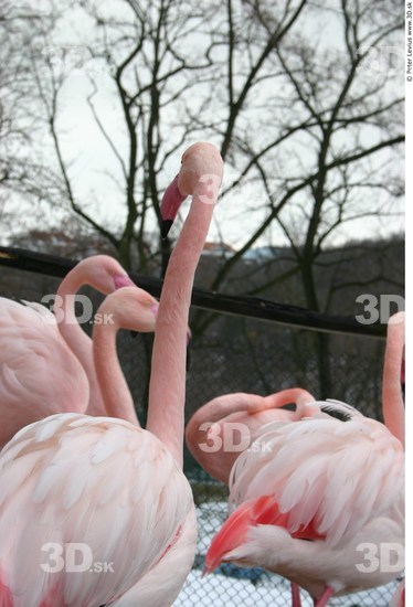 Upper Body Flamingos