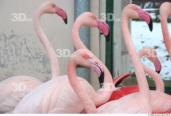 Upper Body Flamingos