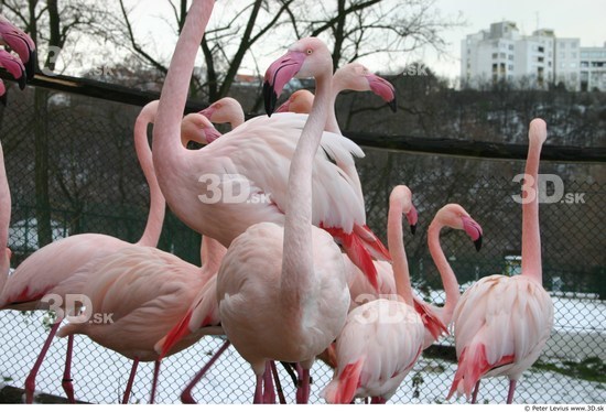 Upper Body Flamingos