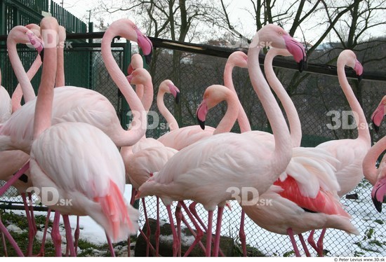 Upper Body Flamingos