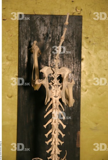 Whole Body Skeleton Dog Studio photo references